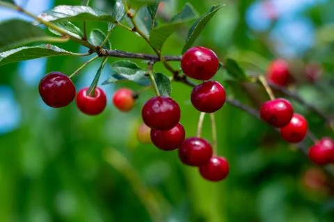 Cherry hanging on a branch of a cherry tree. Ripe cherries among the green le Stock Photos
