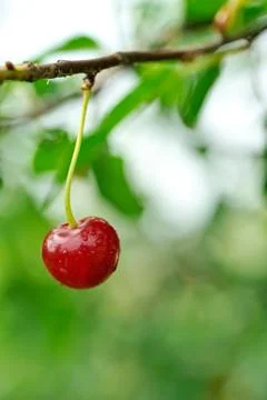 Cherry hanging on a cherry tree branch. Stock Photos