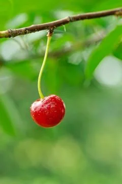 Cherry hanging on a cherry tree branch. Stock Photos