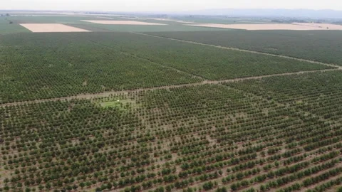 Cherry harvest in full swing – mechanization at its best Stock Footage 301788730