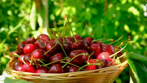 Cherry harvest in the garden. Selective focus. Stock Footage 197663899