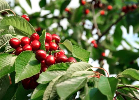 Cherry harvest Stock Photos