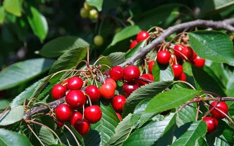 Cherry harvest Foto stock