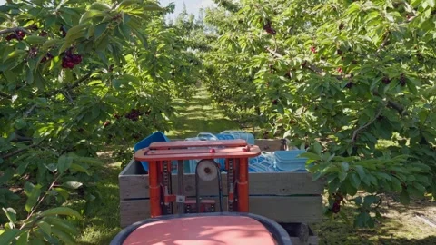 Cherry harvest tractor in Central Otago orchard. Stock Footage 341690479