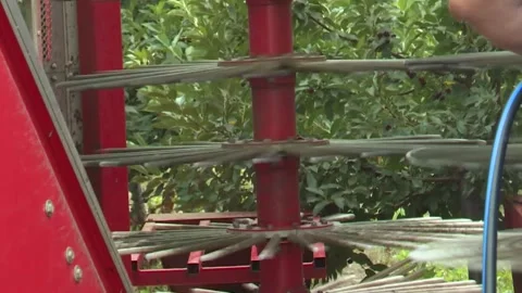 A cherry harvester's shaking system in action Stock Footage 302457272