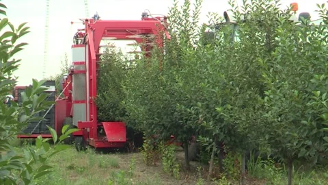 A cherry harvester's shaking system Stock Footage 302457564