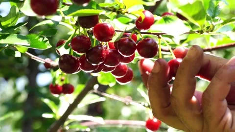 Cherry harvesting Video stock 133779197