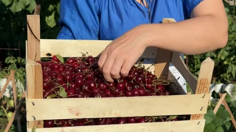 Cherry Harvesting Stock Footage 313363785
