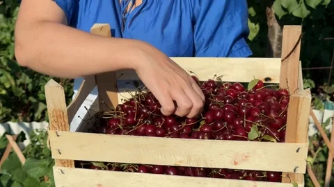 Cherry Harvesting Stock Footage 313363824