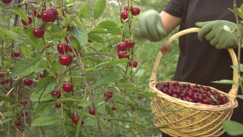Cherry harvesting. The growing cherry. Видео 113197882