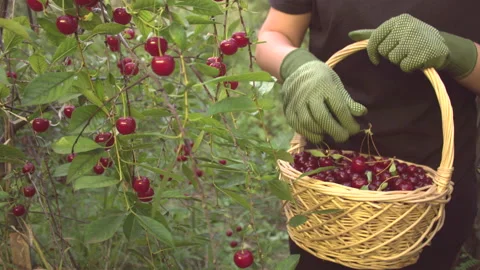 Cherry harvesting. The growing cherry. Видео 113198064