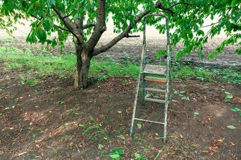 Cherry harvesting Stock Photos