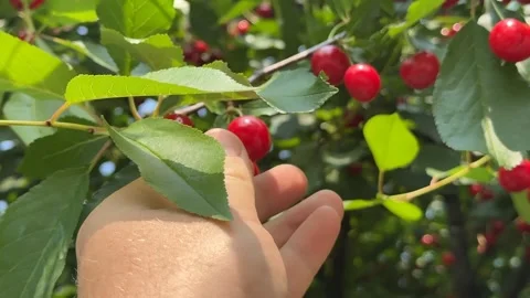 Cherry Harvesting Scene Stock Footage 312945110