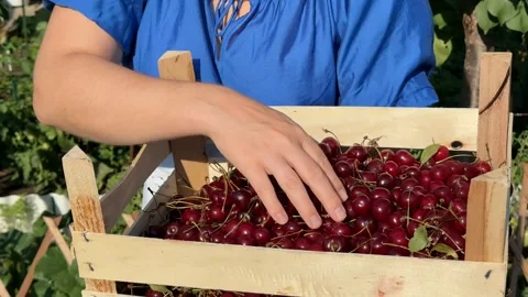 Cherry Harvesting Scene Stock Footage 313363554
