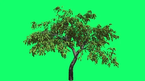 Cherry High Chromakey Swaying Tree Branches Green Swaying Branches Red Shade Video stock 53760905