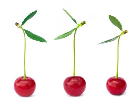 Cherry Stock Illustration