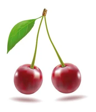 Cherry illustration isolated on white background. Vector Stock Illustration