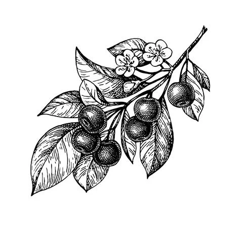 Cherry ink sketch. Stock Illustration