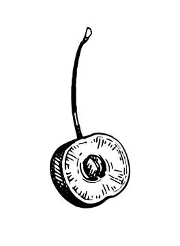 Cherry ink sketch. Stock Illustration
