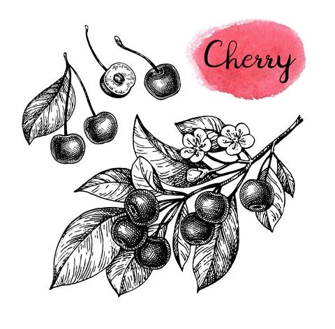Cherry ink sketch. Stock Illustration