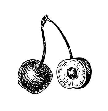 Cherry ink sketch. Stock Illustration