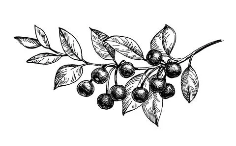 Cherry ink sketch. Stock Illustration