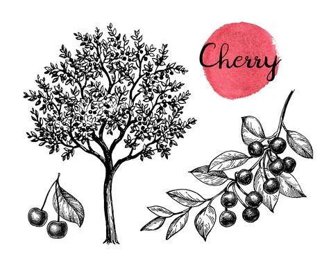 Cherry ink sketch set. Stock Illustration