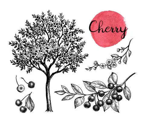Cherry ink sketch set. Stock Illustration