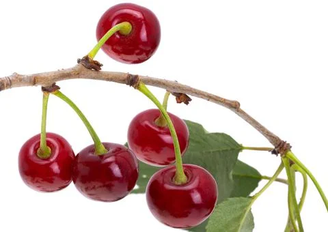 Cherry isolated Stock Photos