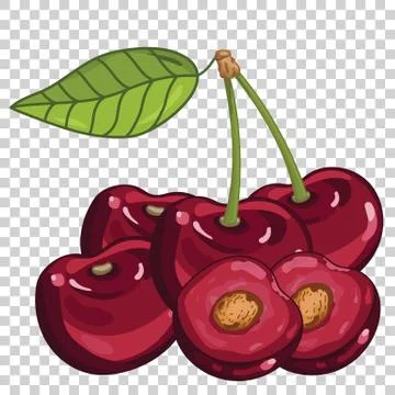 Cherry Isolated, Vector. Stock Illustration