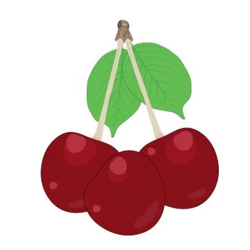 Cherry isolated on white background. Stock Illustration