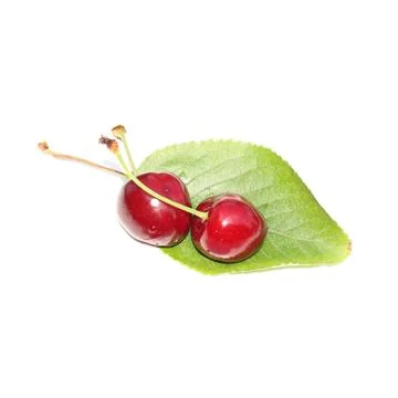 Cherry isolated on white Stock Photos