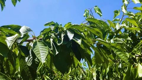 Cherry julay 1 Stock Footage 115112398