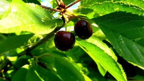 Cherry julay alicante Stock Footage 115112504
