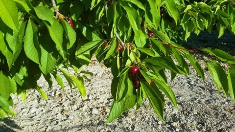 Cherry julay-alicante Stock Footage 115112508