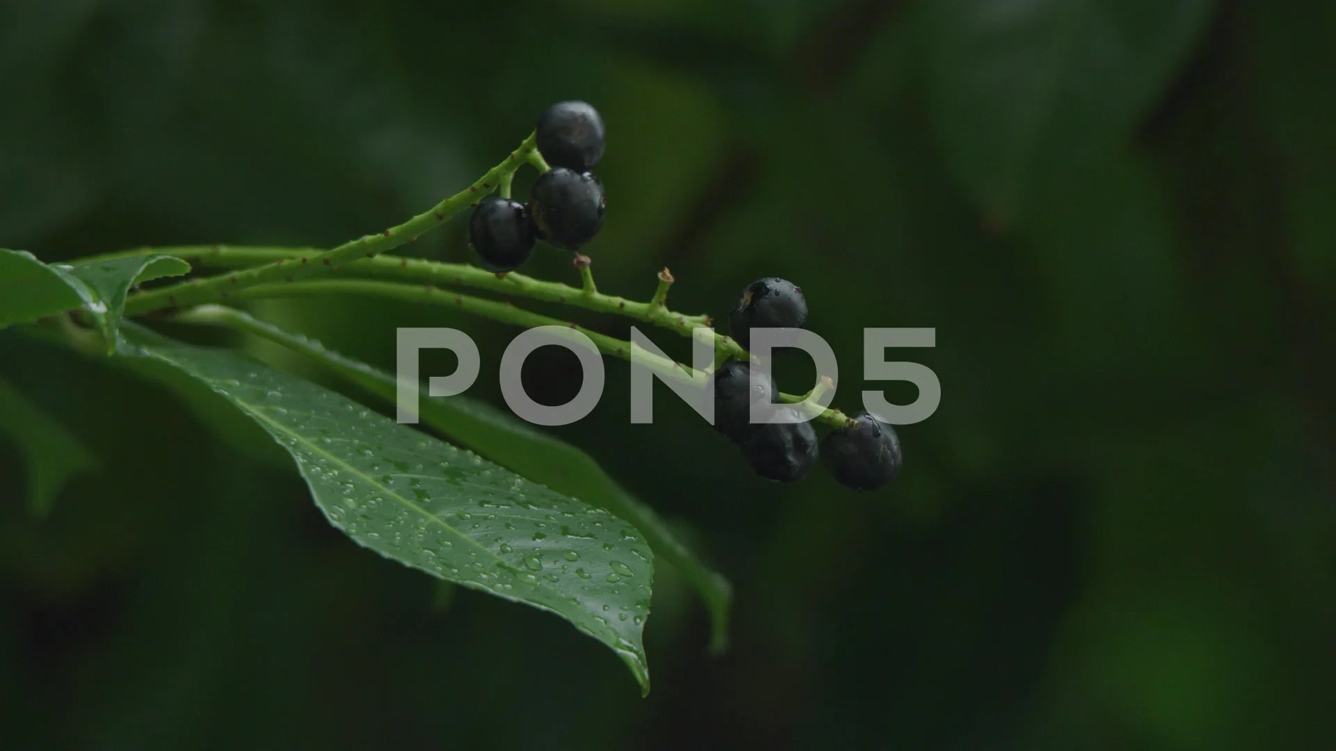 cherry laurel berries