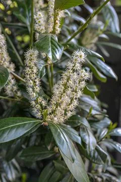 Cherry laurel bush in bloom Stock Photos