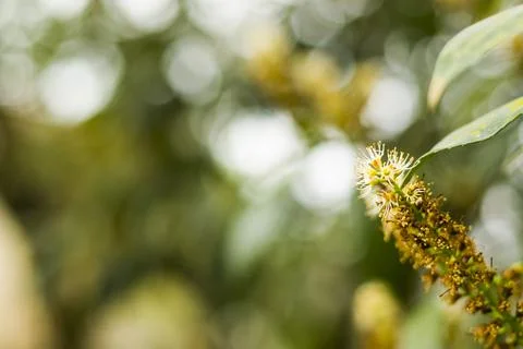 Cherry laurel close-up and macro, blossom plant Stock Photos