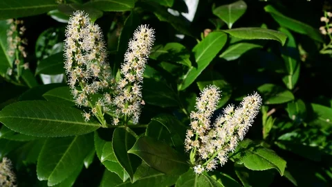 Cherry laurel flowers on tree at springtime (prunus laurocerasus) Stock Footage 128879480