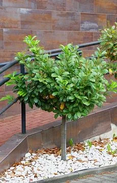 Cherry laurel in the form of a standard tree for decorating terraces or patio Stock Photos