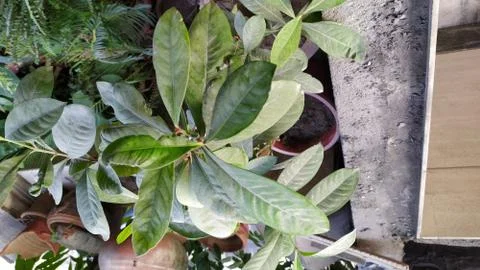 Cherry laurel Stock Photos