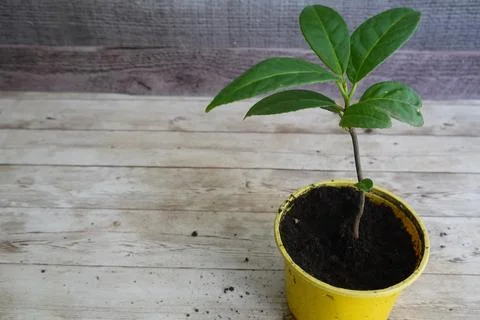 Cherry laurel sapling growing in yellow pot on wooden table Foto stock