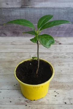 Cherry laurel sapling growing in yellow pot against wooden fence Stock Photos