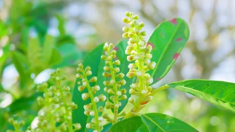 Cherry laurel shrub flower buds on green evergreen branch Видео 336661350