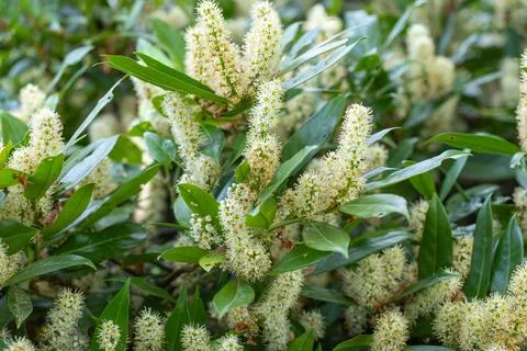 Cherry laurel tree blooming with white flowers in spring 스톡 사진