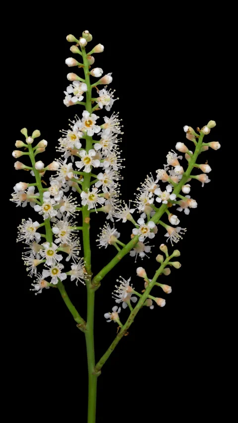 Cherry Laurel tree blossom timelapse on black Stockbeeldmateriaal 335229190