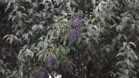 Cherry laurel tree with fruit is shaking and swinging with the wind Stock Footage 145651072