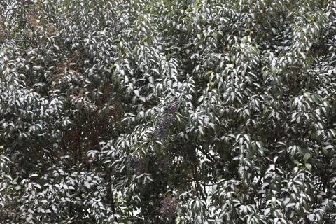 Cherry laurel tree with snow on leaves Stock Photos