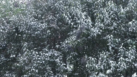 Cherry laurel tree in snowing weather Video stock 149298586