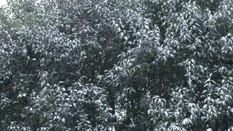 Cherry laurel tree in snowy weather Stock Footage 147042840